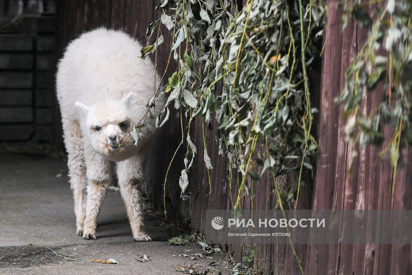В Московском зоопарке появились новые обитатели