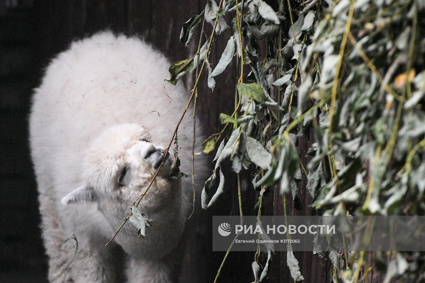 В Московском зоопарке появились новые обитатели
