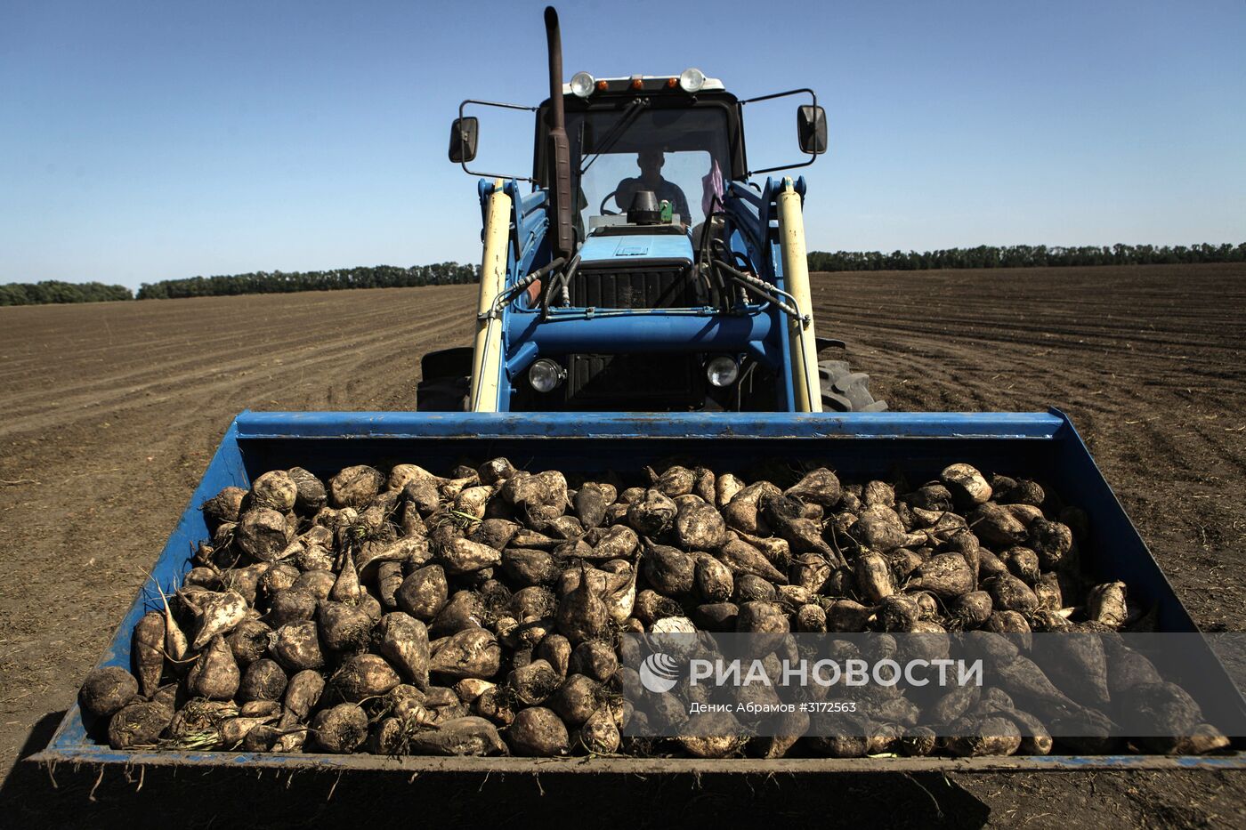 Уборка свеклы в Ставропольском крае