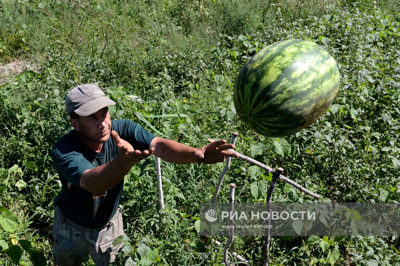 Выращивание и сбор арбузов в Хабаровском крае