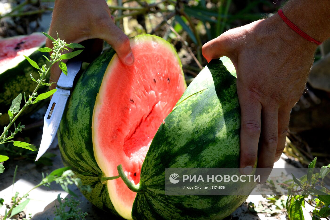 Выращивание и сбор арбузов в Хабаровском крае