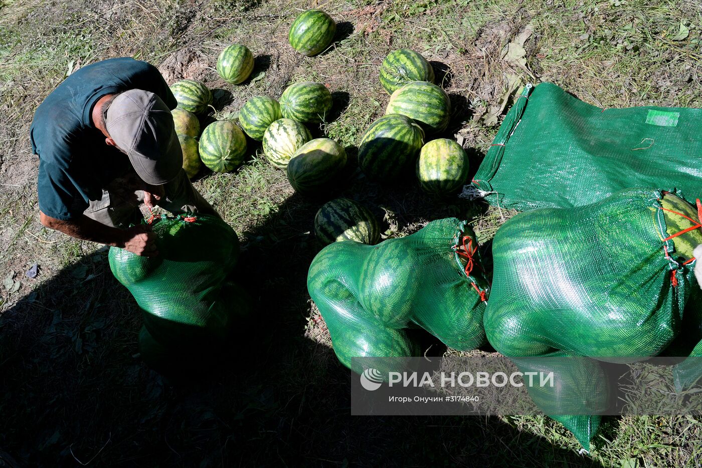 Выращивание и сбор арбузов в Хабаровском крае