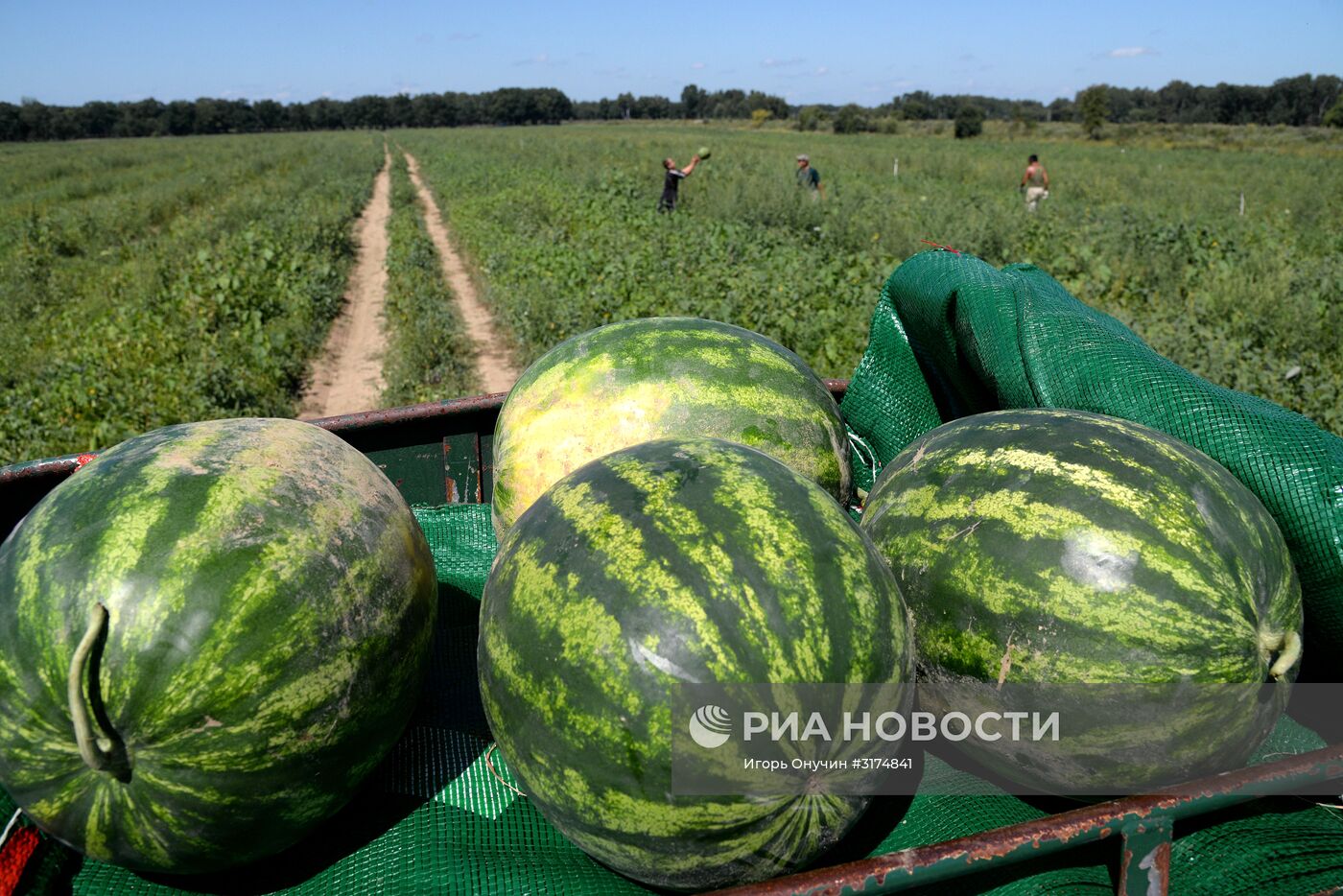 Выращивание и сбор арбузов в Хабаровском крае