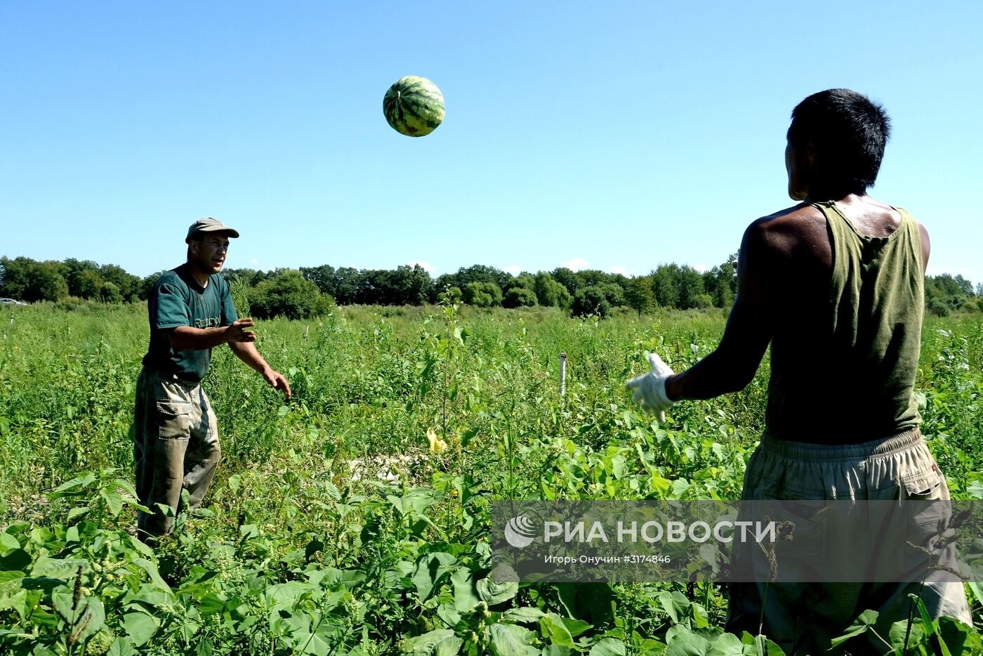 Выращивание и сбор арбузов в Хабаровском крае