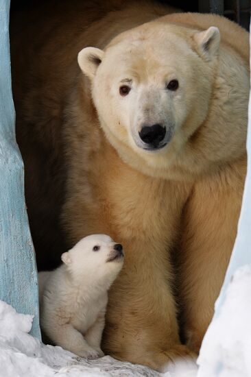 Новорожденный медвежонок в зоопарке Новосибирска