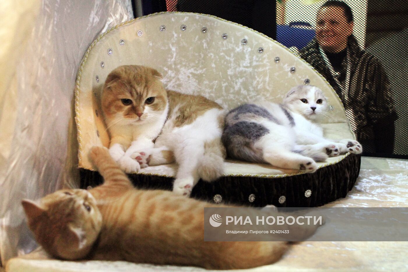 Международная выставка кошек в Бишкеке