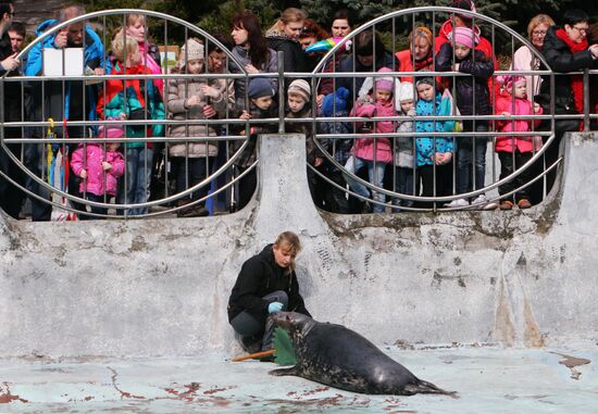 День тюленя в калининградском зоопарке