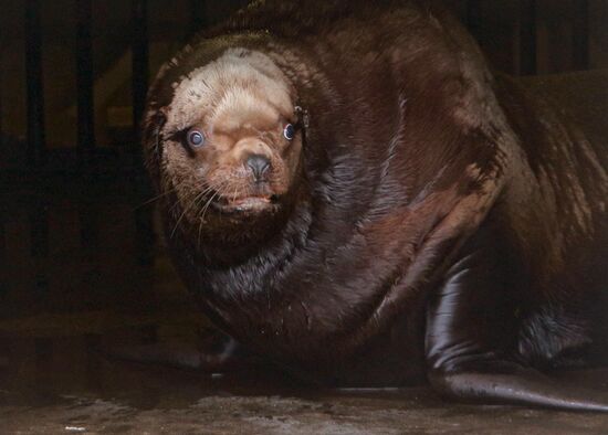 День тюленя в калининградском зоопарке