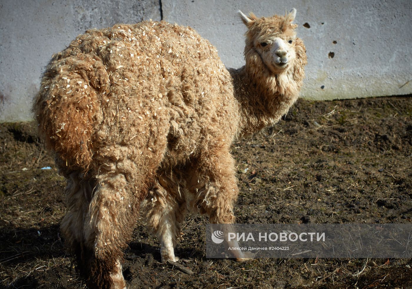 Приют для животных в Санкт-Петербурге