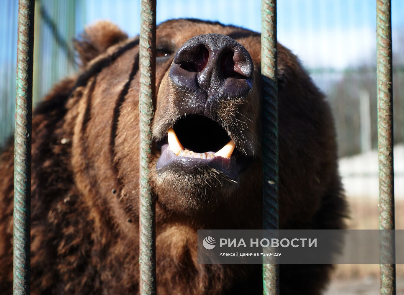 Приют для животных в Санкт-Петербурге