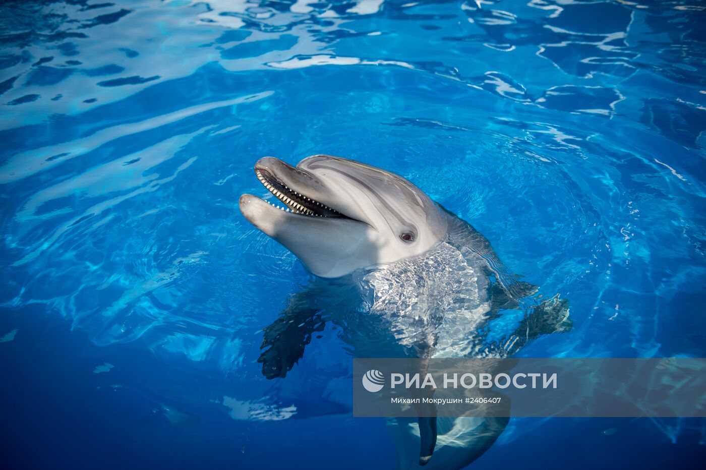 Дельфинарий в Севастополе