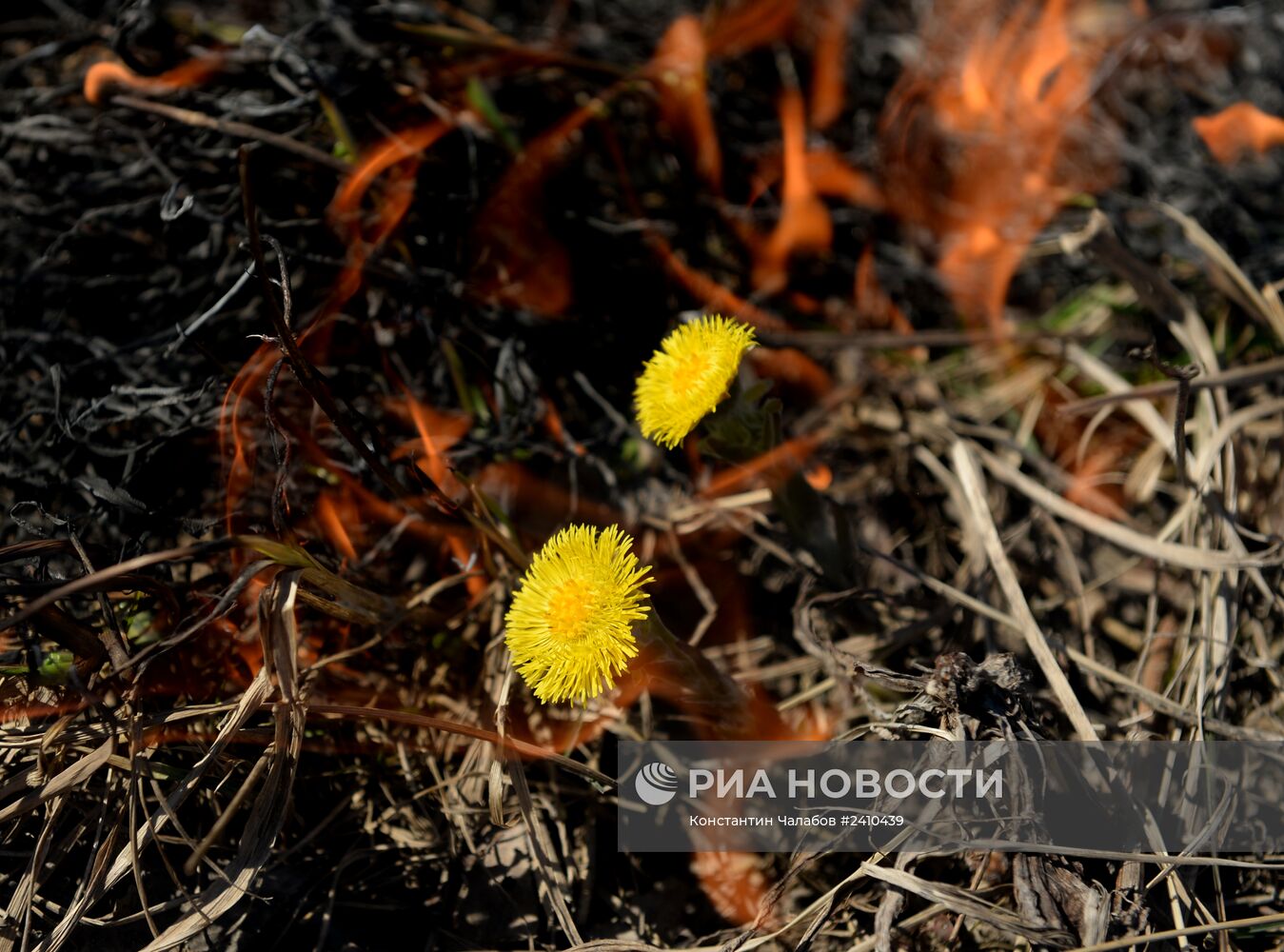 Сжигание сухой травы в Новгородской области