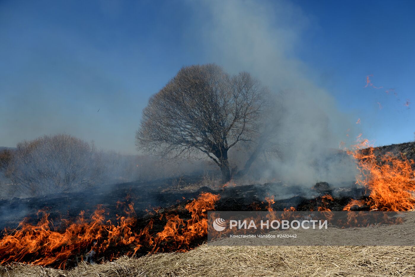 Сжигание сухой травы в Новгородской области