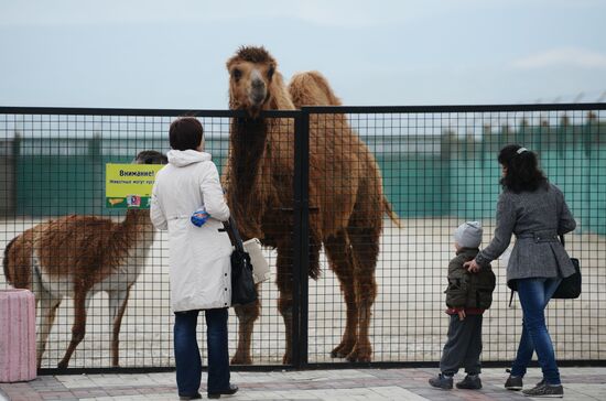 Парк львов "Тайган" в Крыму