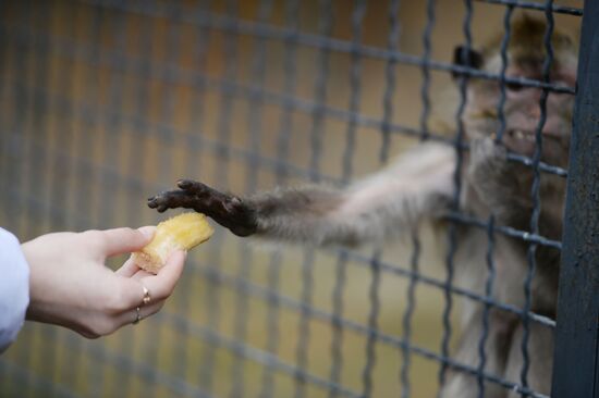 Парк львов "Тайган" в Крыму