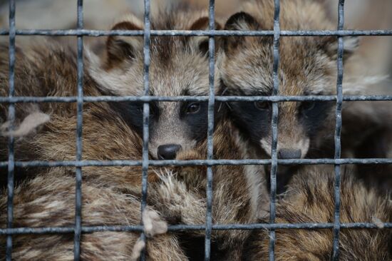 Парк львов "Тайган" в Крыму