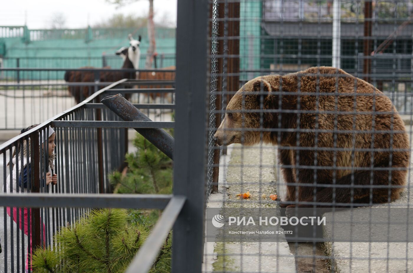 Парк львов "Тайган" в Крыму