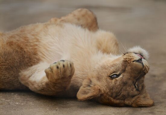 Парк львов "Тайган" в Крыму