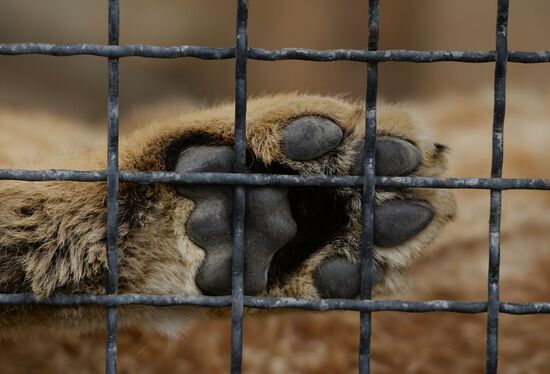 Парк львов "Тайган" в Крыму