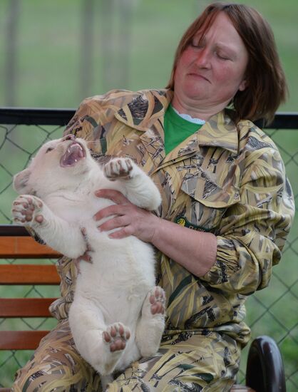 Парк львов "Тайган" в Крыму