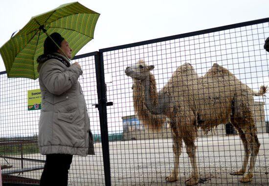 Парк львов "Тайган" в Крыму