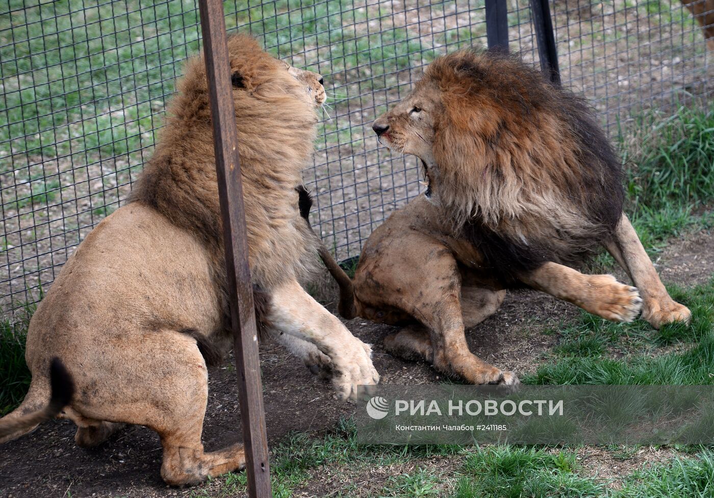 Парк львов "Тайган" в Крыму