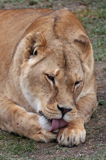 Парк львов "Тайган" в Крыму