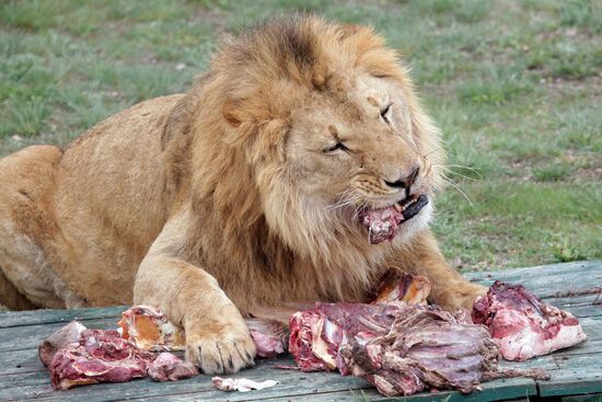 Парк львов "Тайган" в Крыму