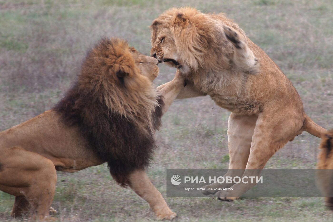 Парк львов "Тайган" в Крыму