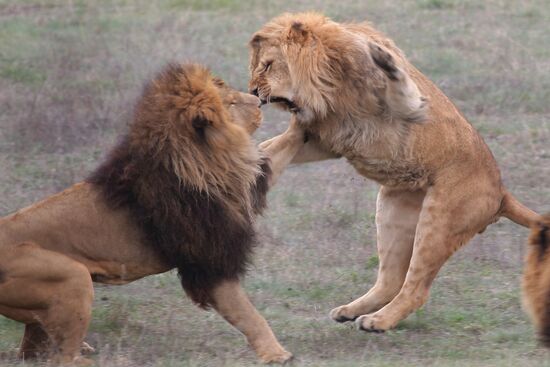 Парк львов "Тайган" в Крыму