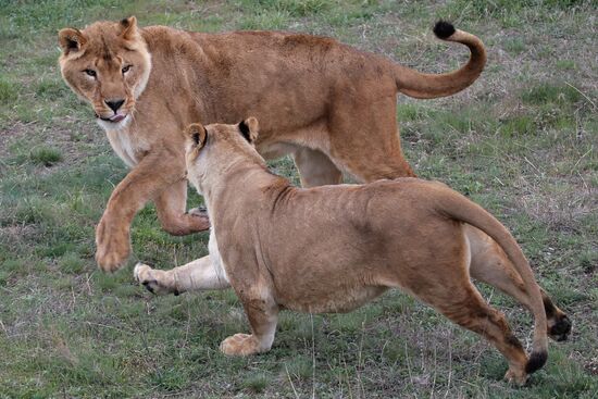 Парк львов "Тайган" в Крыму