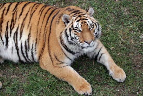 Парк львов "Тайган" в Крыму