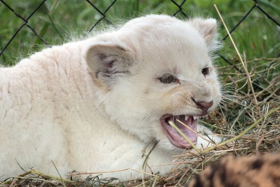 Парк львов "Тайган" в Крыму