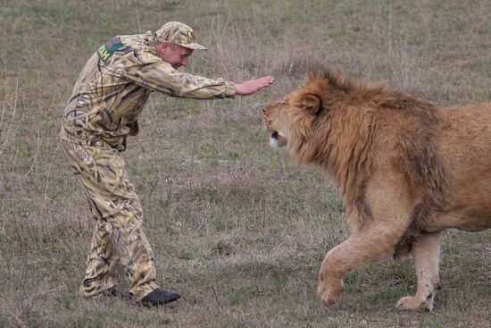 Парк львов "Тайган" в Крыму