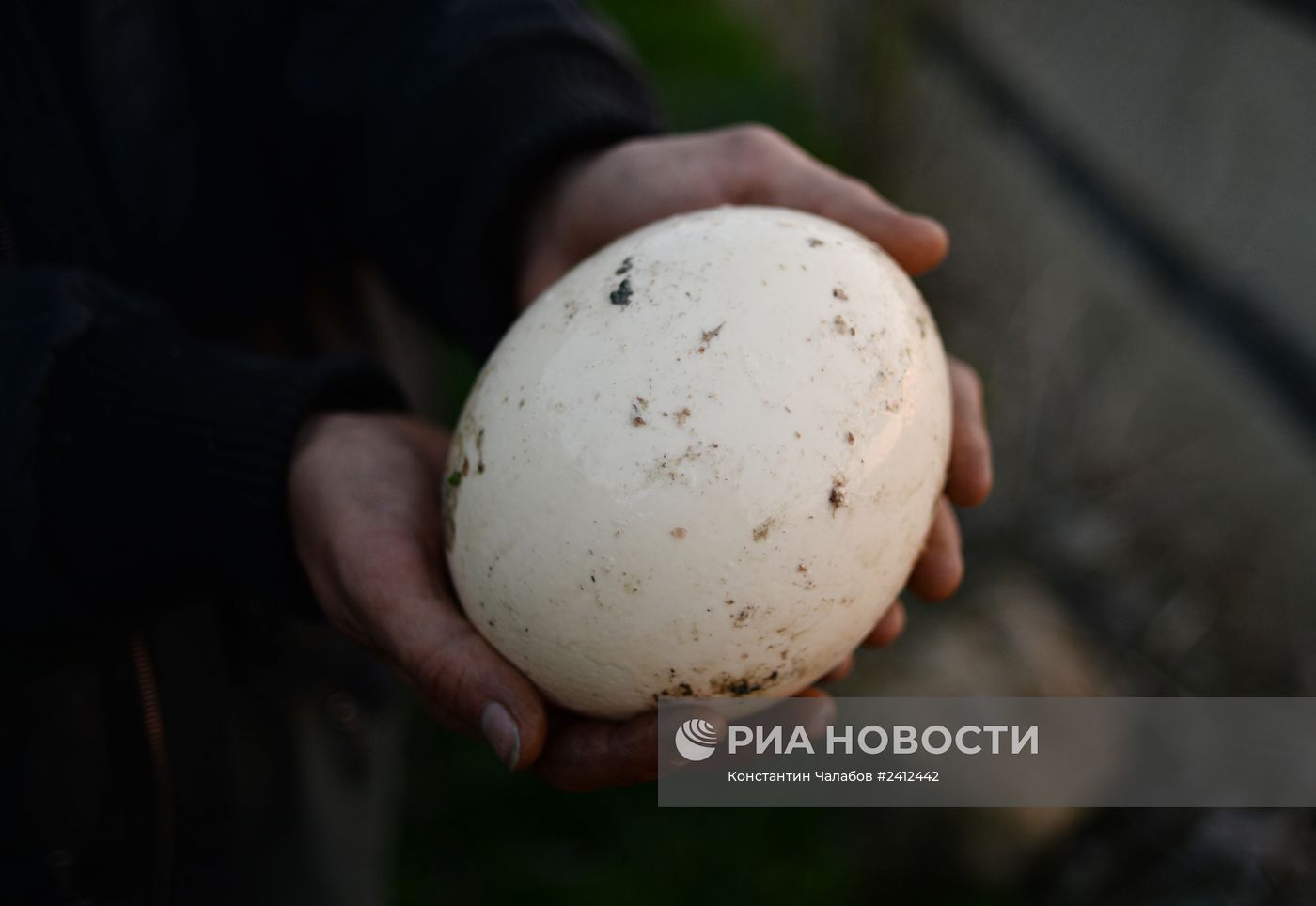Страусиная ферма в деревне Денисовка в Симферопольском районе