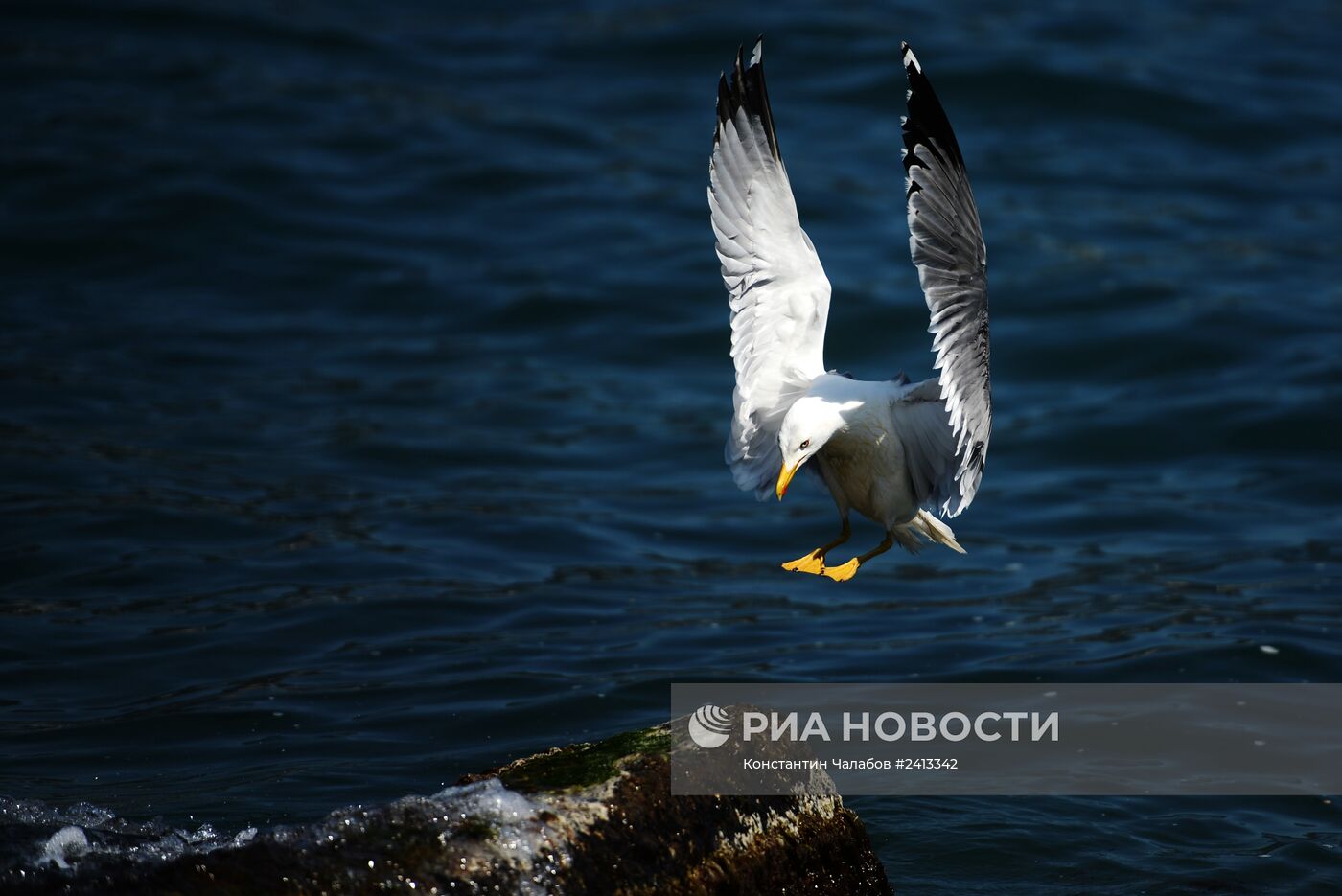 Города России. Ялта