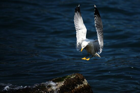 Города России. Ялта