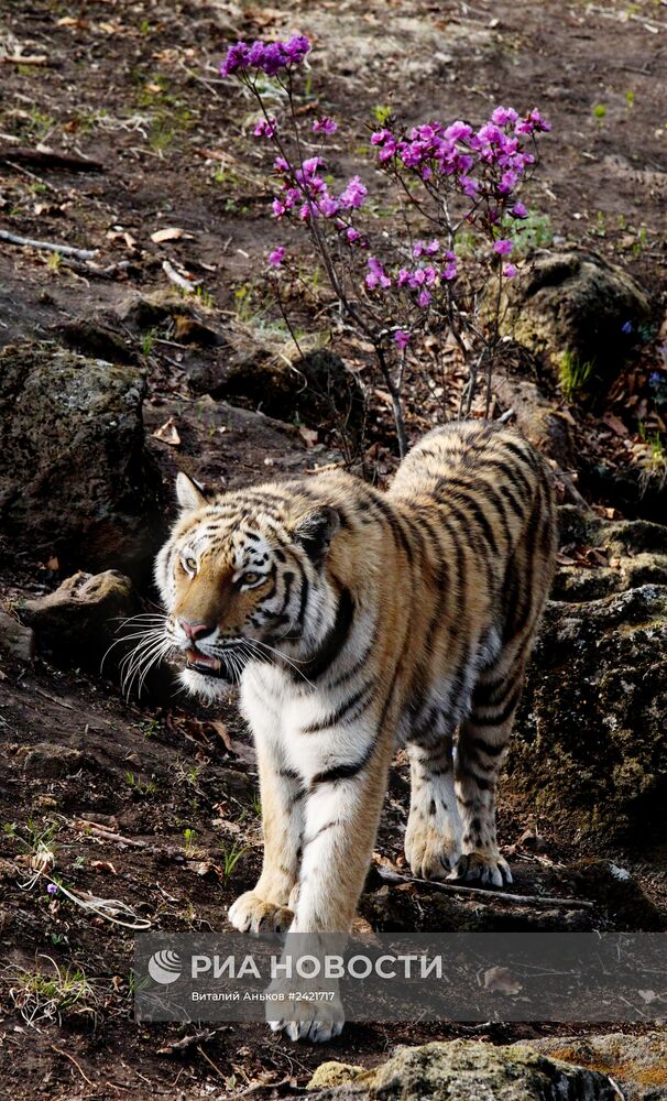 Гималайские медведи и амурские тигры в Приморском сафари-парке