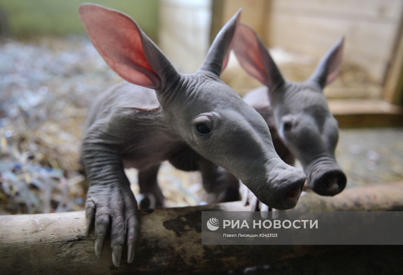 В Екатеринбургском зоопарке родилась двойня трубкозубов