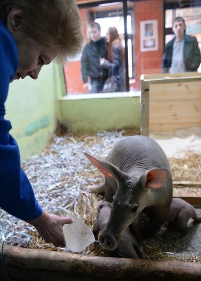 В Екатеринбургском зоопарке родилась двойня трубкозубов