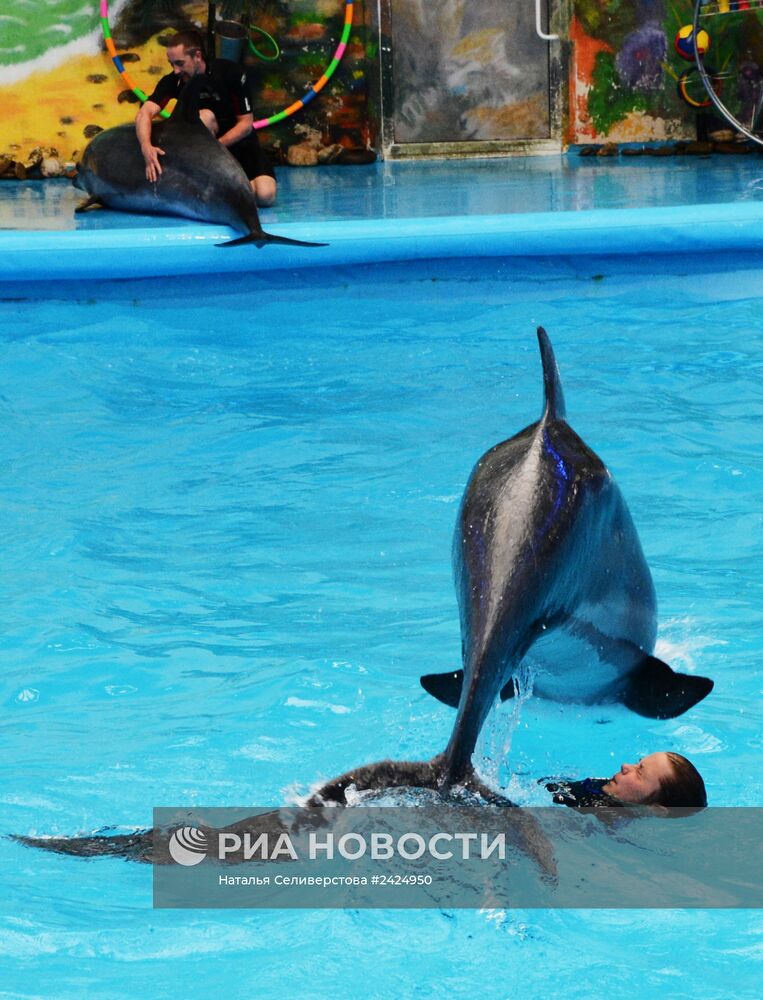 Представление в Донецком дельфинарии