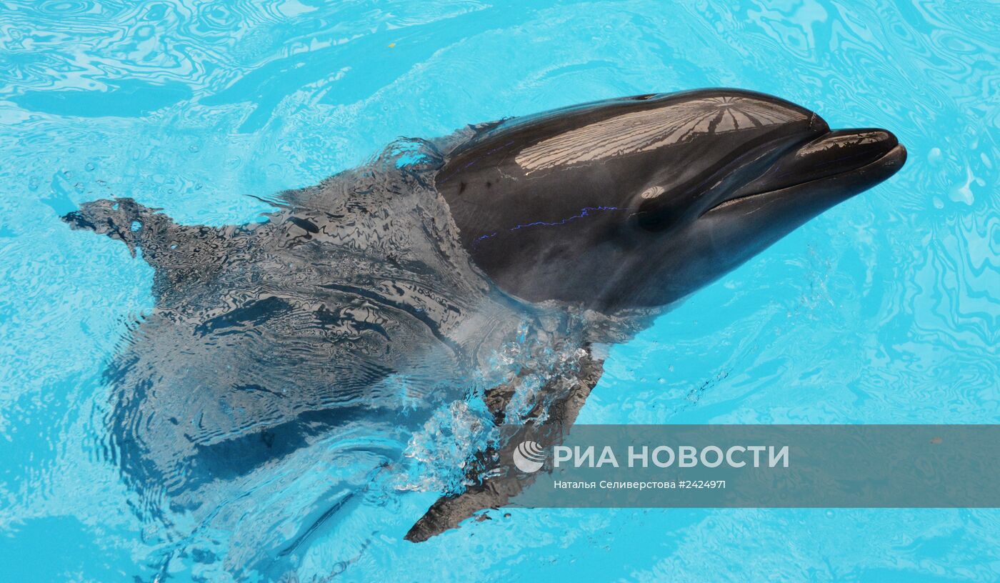 Представление в Донецком дельфинарии