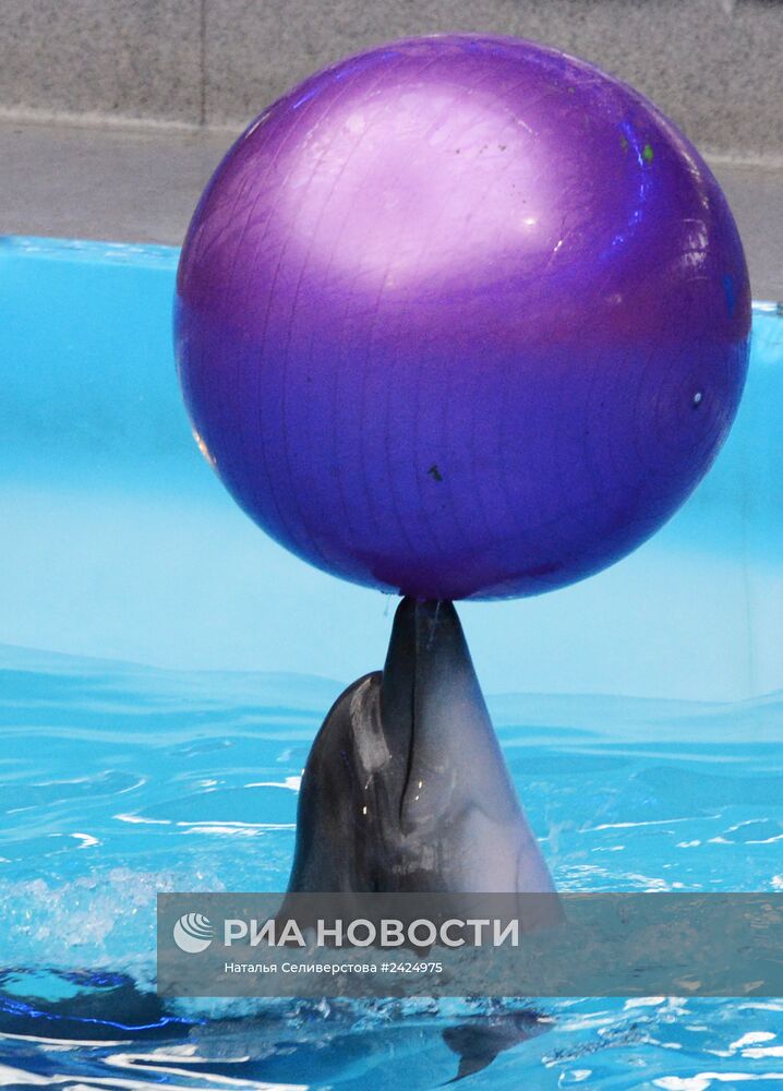Представление в Донецком дельфинарии