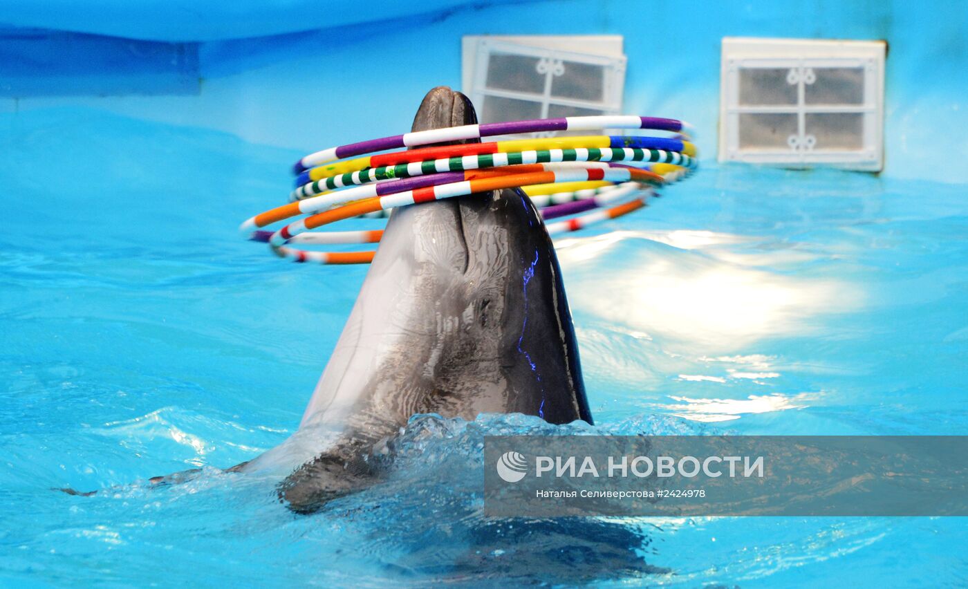 Представление в Донецком дельфинарии
