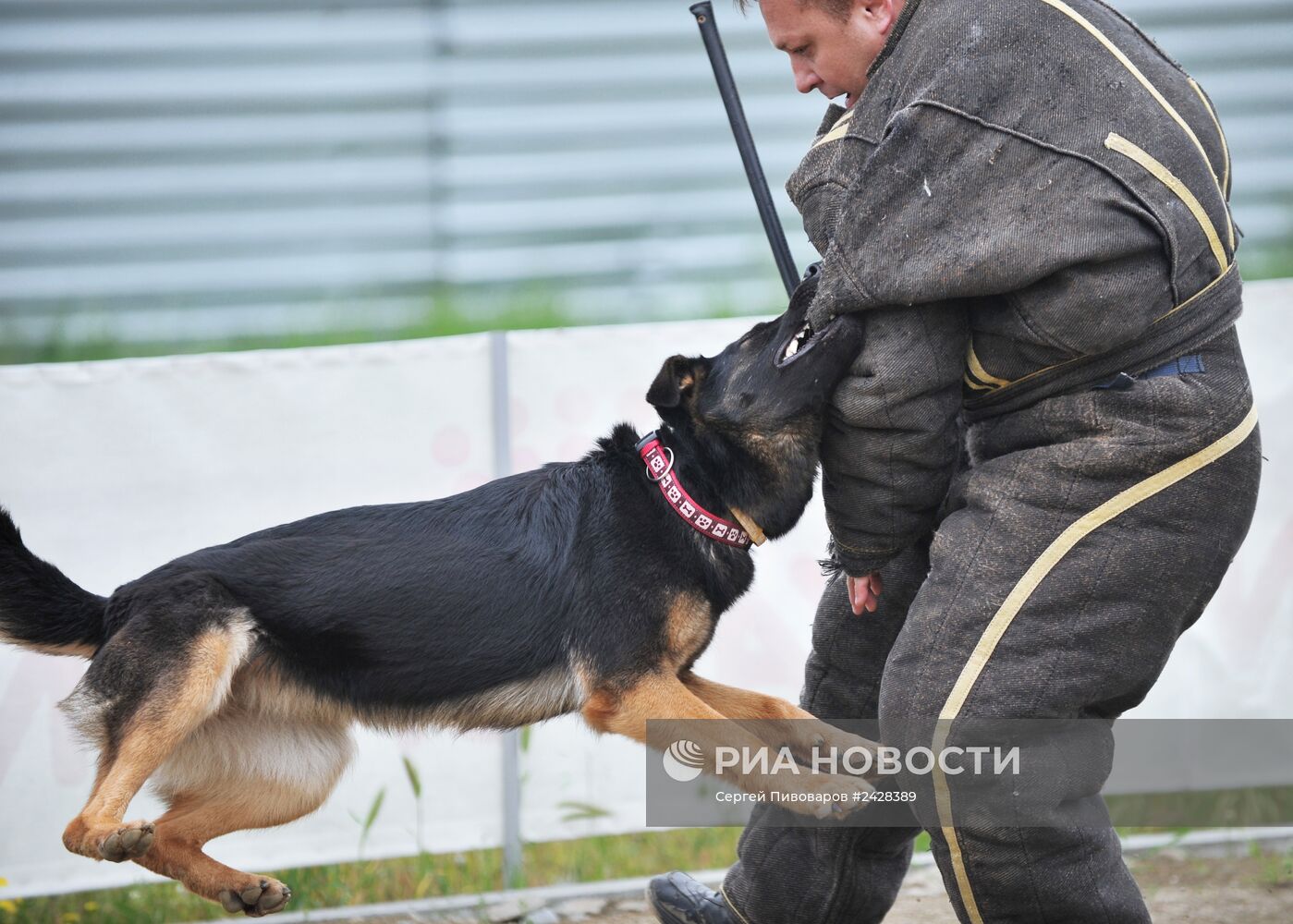 Чемпионат по служебному собаководству в Ростове-на-Дону