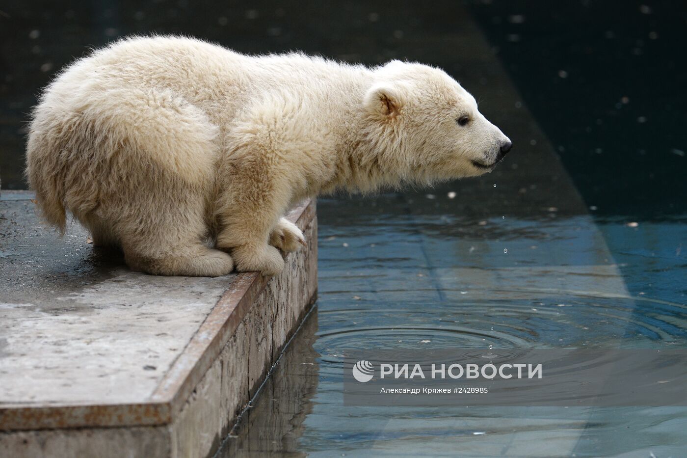 Зоопарк Новосибирска