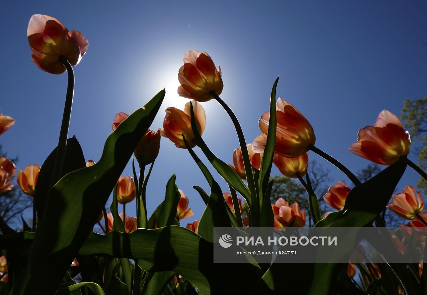 Фестиваль тюльпанов в Санкт-Петербурге