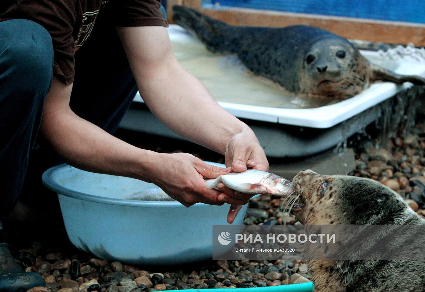Реабилитационный центр "Тюлень" в Приморском крае