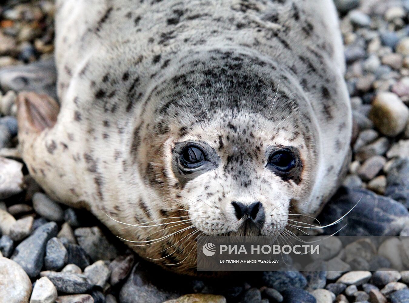 Реабилитационный центр "Тюлень" в Приморском крае