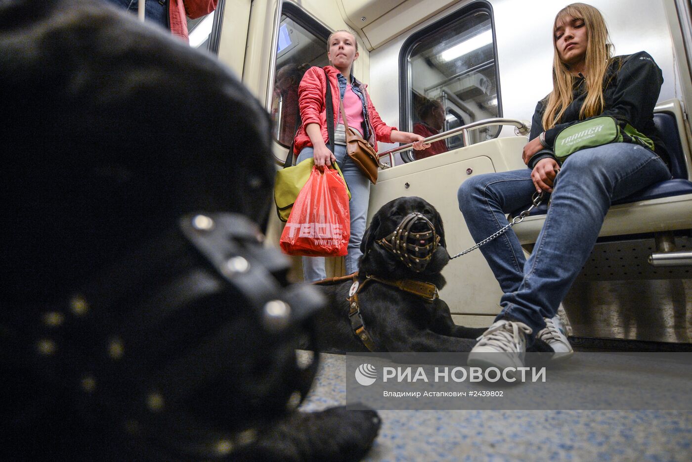 Обучение собак-проводников для сопровождения людей с ограниченными возможностями в метрополитене